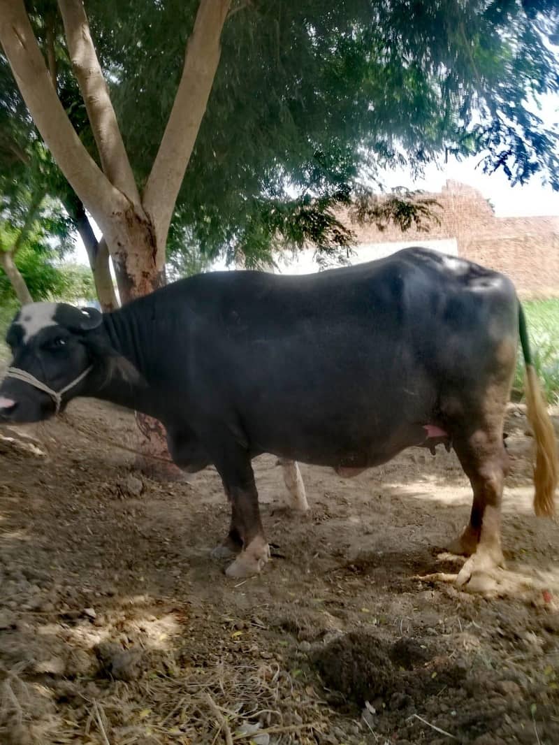 Buffalo 1