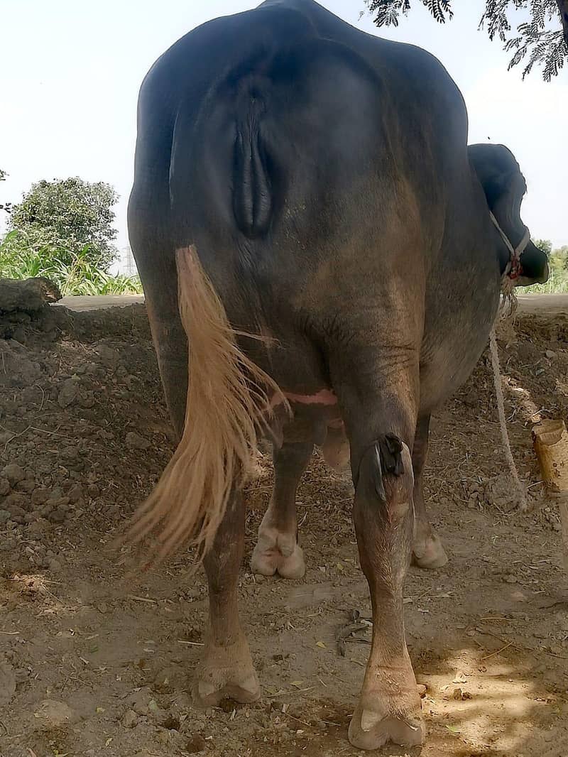 Buffalo 3