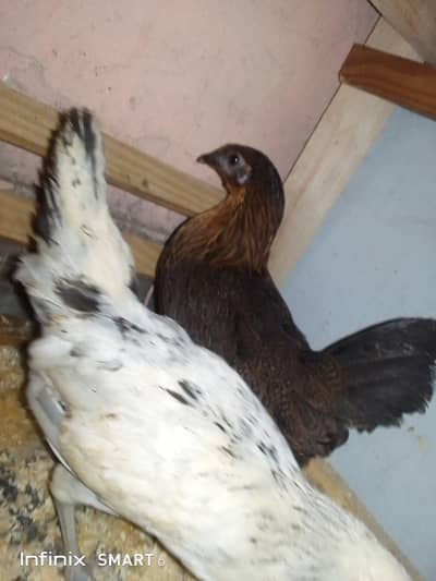 3 female