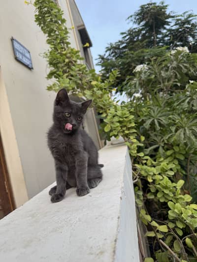German breed cat