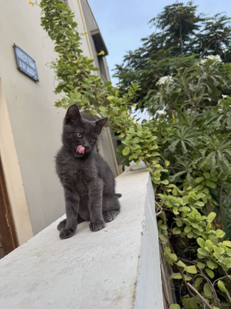 German breed cat 3 months old 0