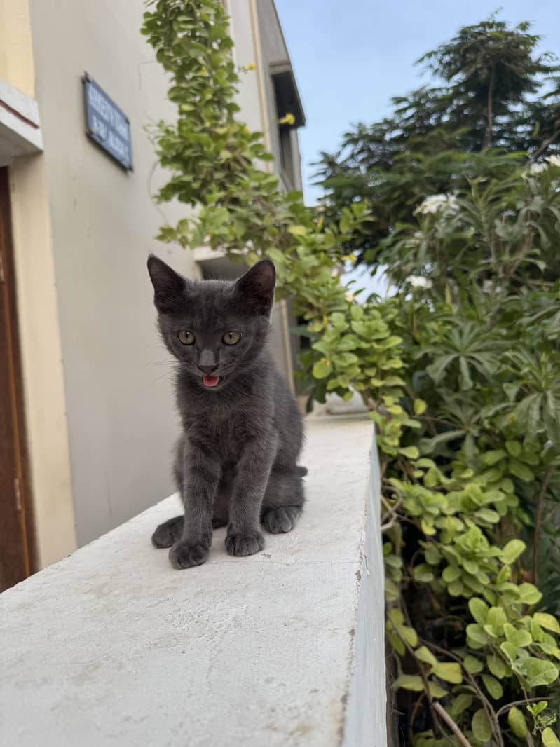 German breed cat 3 months old 1