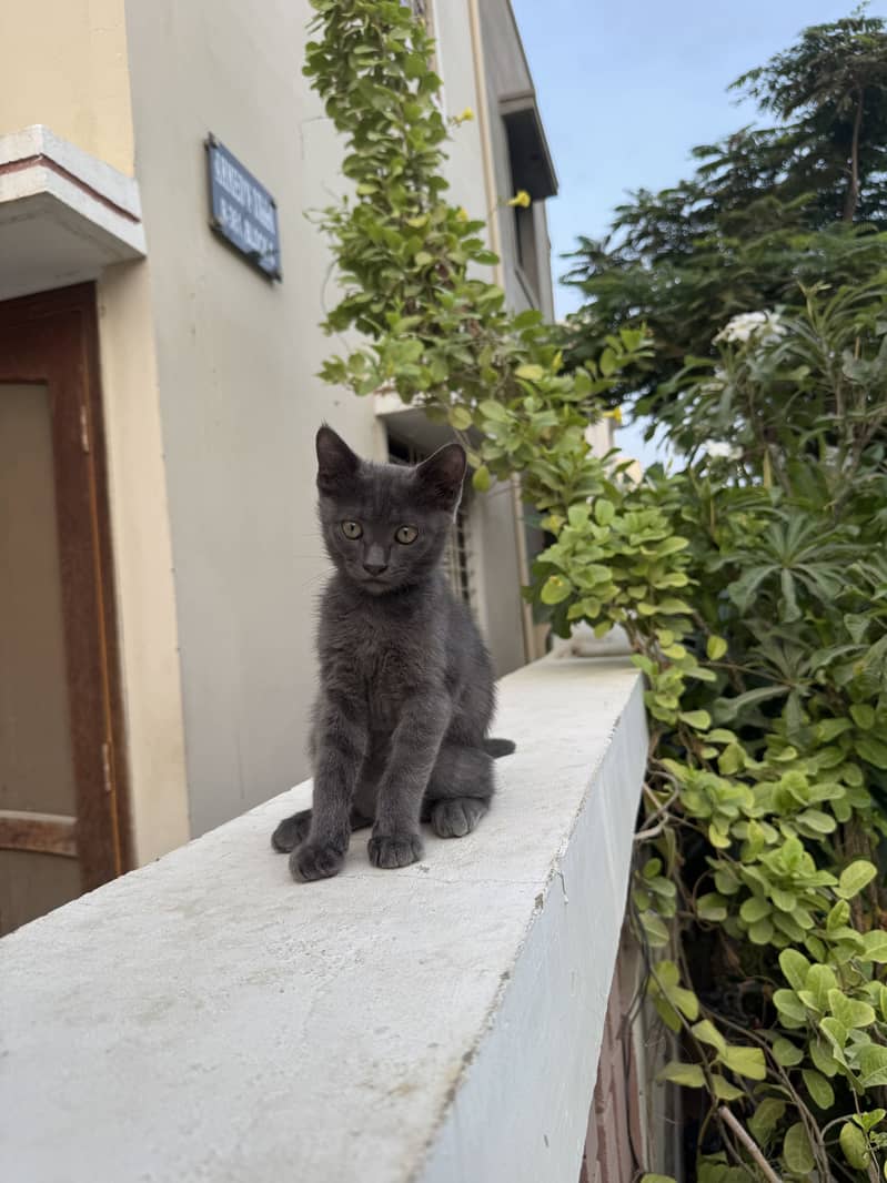 German breed cat 3 months old 2