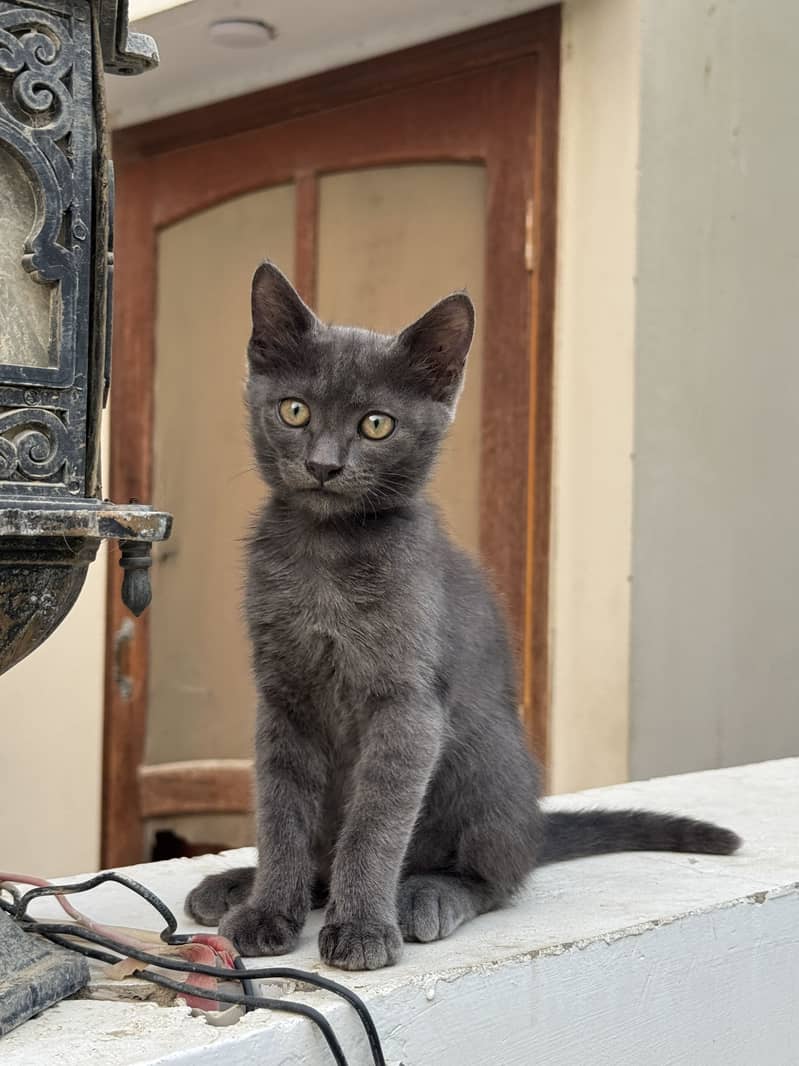 German breed cat 3 months old 3