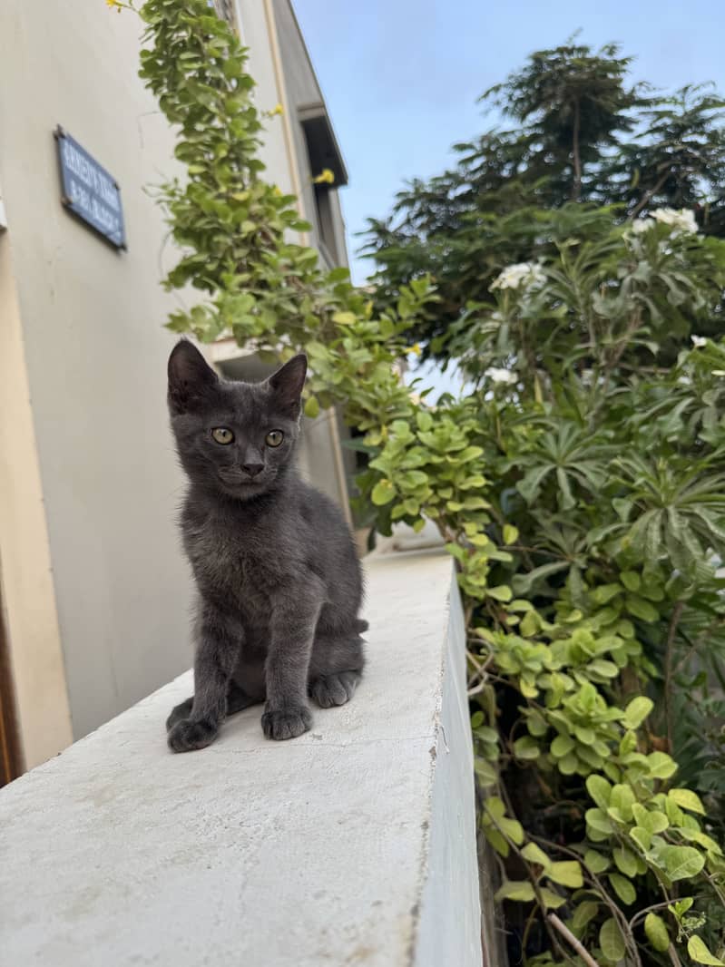 German breed cat 3 months old 4