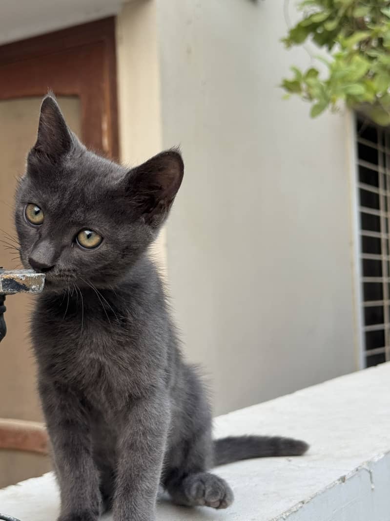 German breed cat 3 months old 5