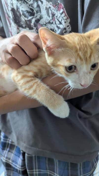 cute cat
