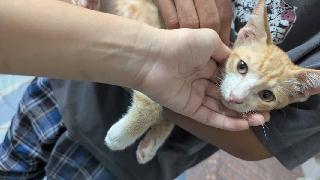 cute cat 1