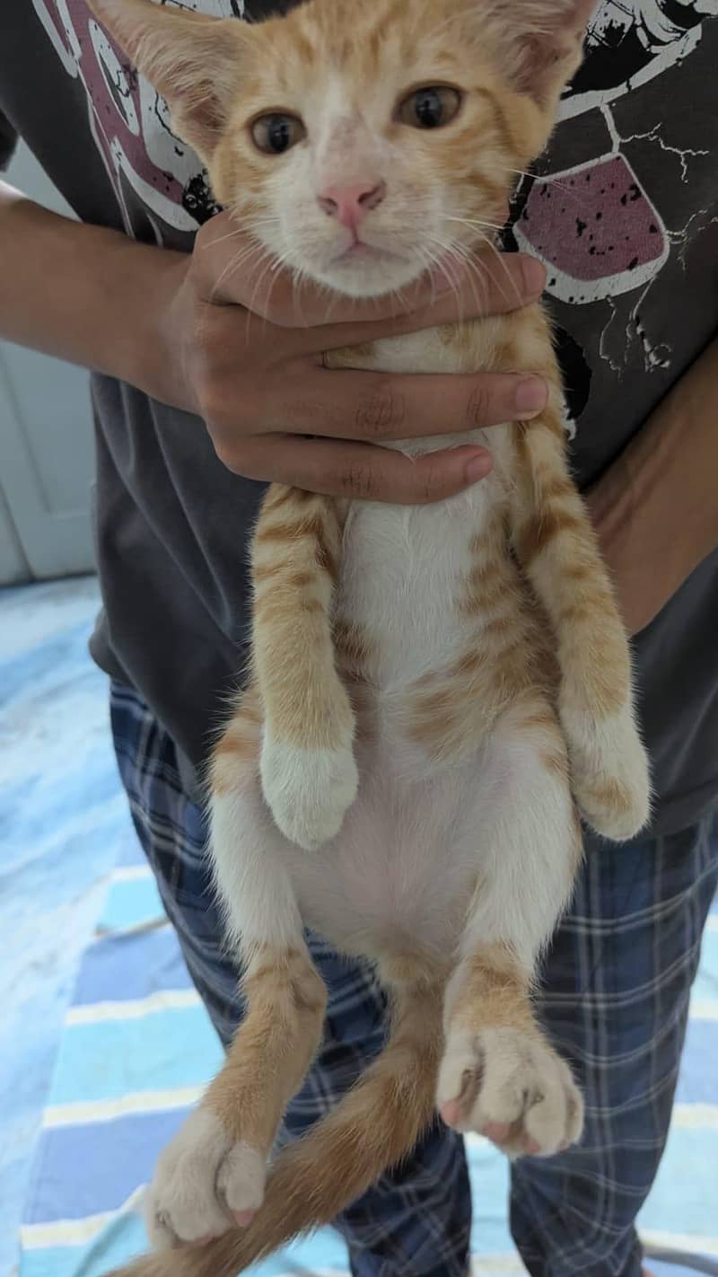 cute cat 2