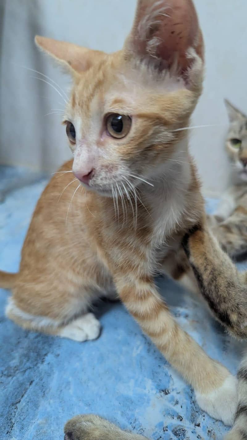 cute cat 3