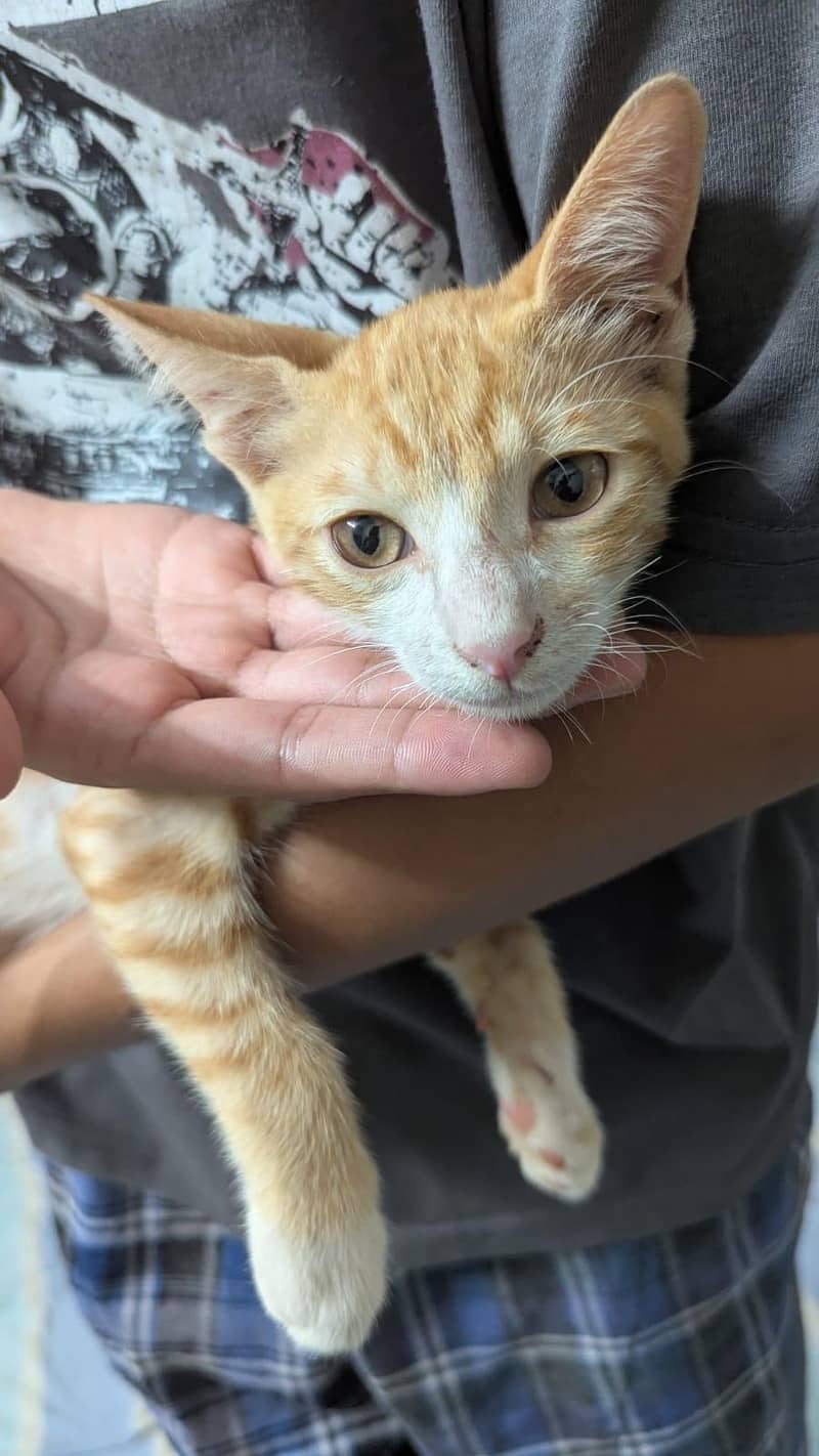cute cat 4