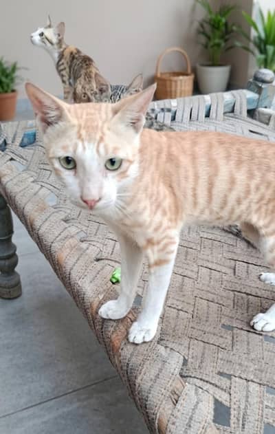 Male Cat  for Sale well maintained Alhamidulillah