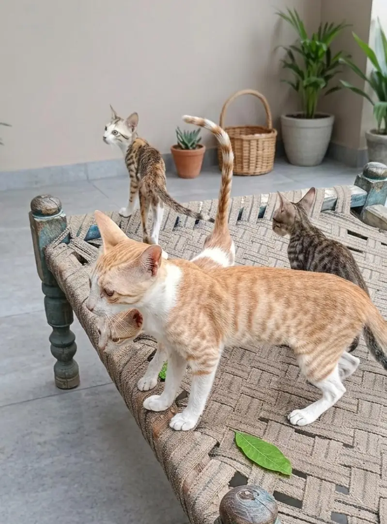Persian Male Cat  for Sale well maintained Alhamidulillah — photo 2