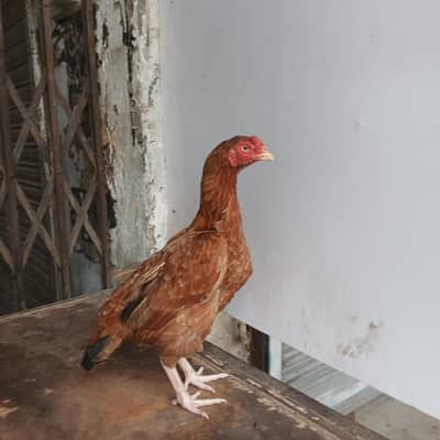 high quality bird