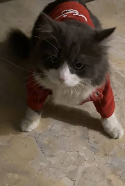 Ragdoll male 5.5 kgs vaccinated