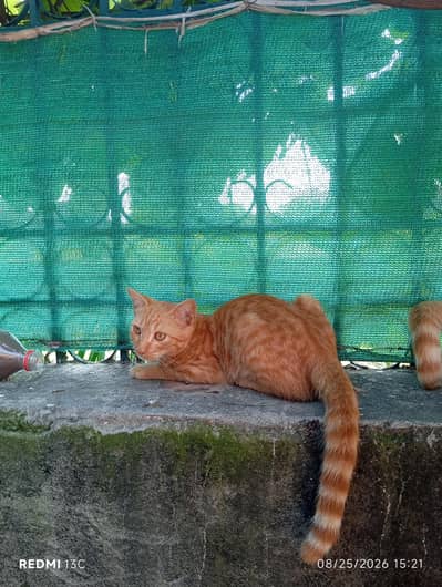 mix Persian cats one for 7000pkr all 3 for 18000