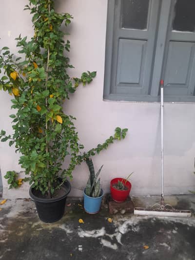 different home grown plants