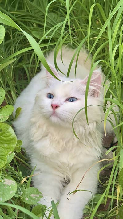 Persian blue eye cat