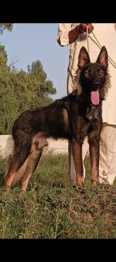 Alsatian mail 9 months for sale