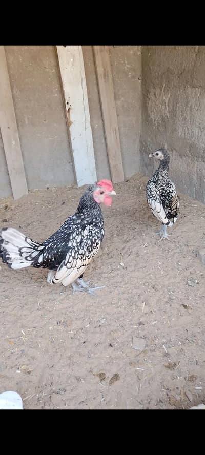 silver sebrit pair