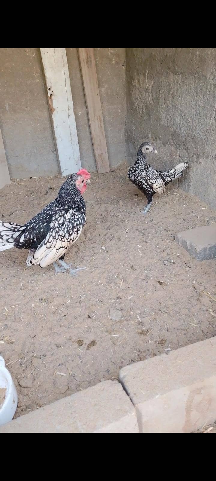 silver sebrit pair 2