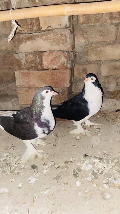 Black sherazi breeder pair