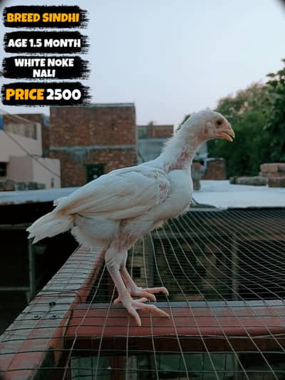 I want to sale my homebreed heera aseel chicks and eggs incubator