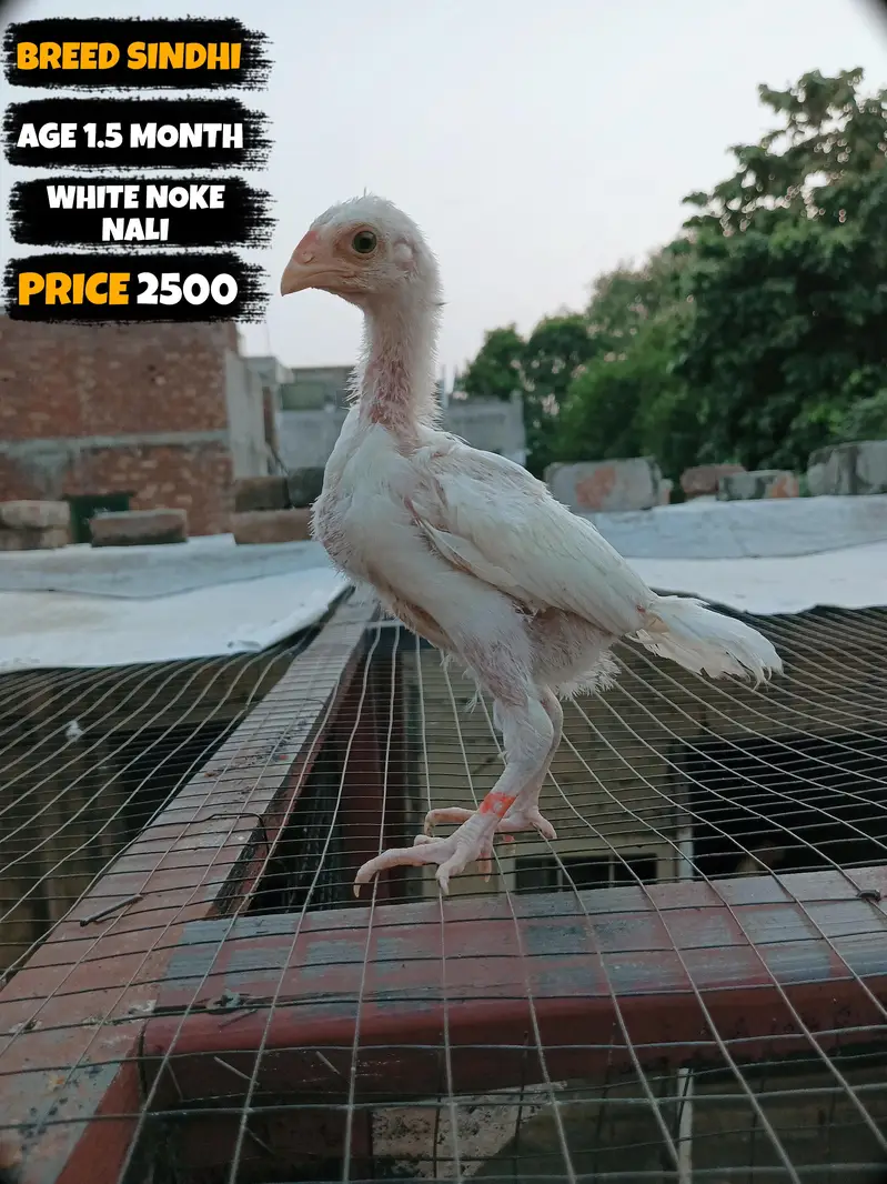 I want to sale my homebreed heera aseel chicks and eggs incubator — photo 2