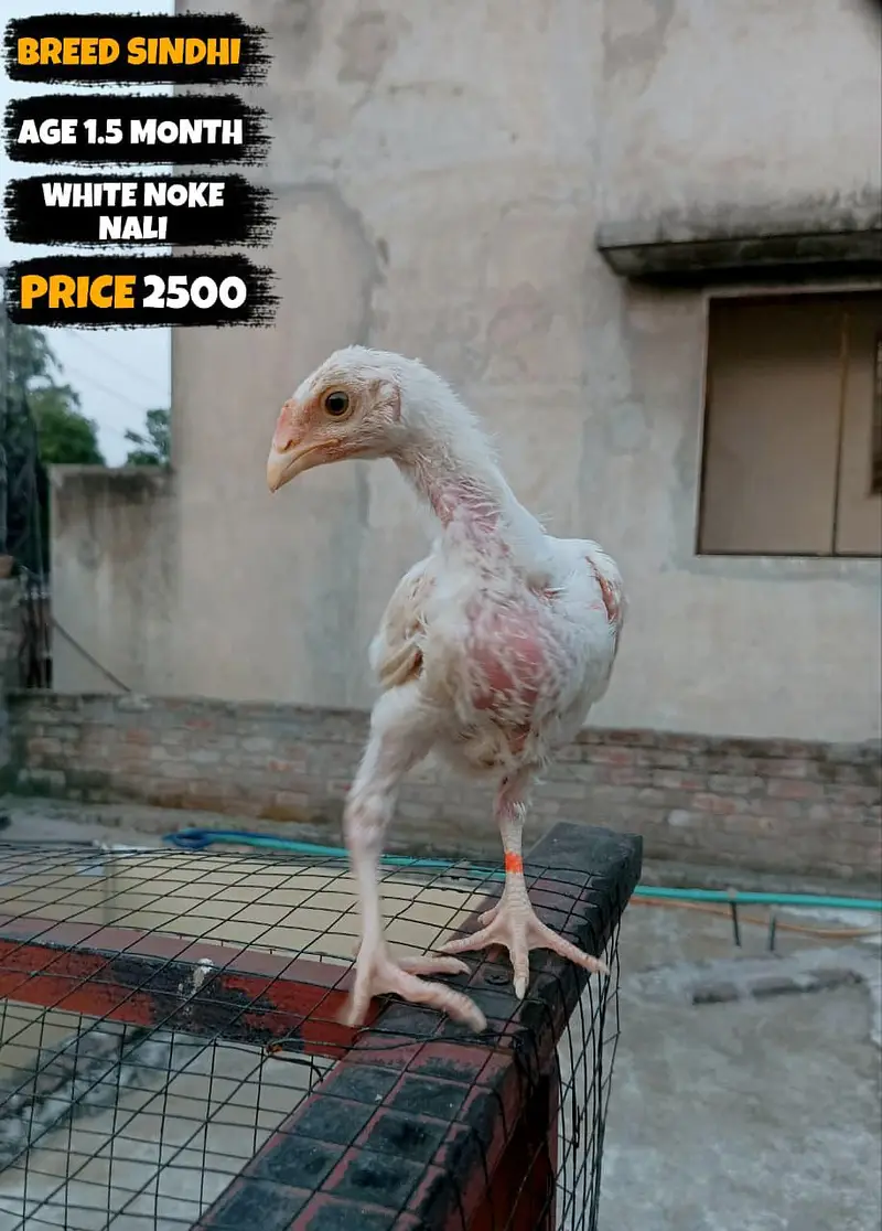 I want to sale my homebreed heera aseel chicks and eggs incubator — photo 3