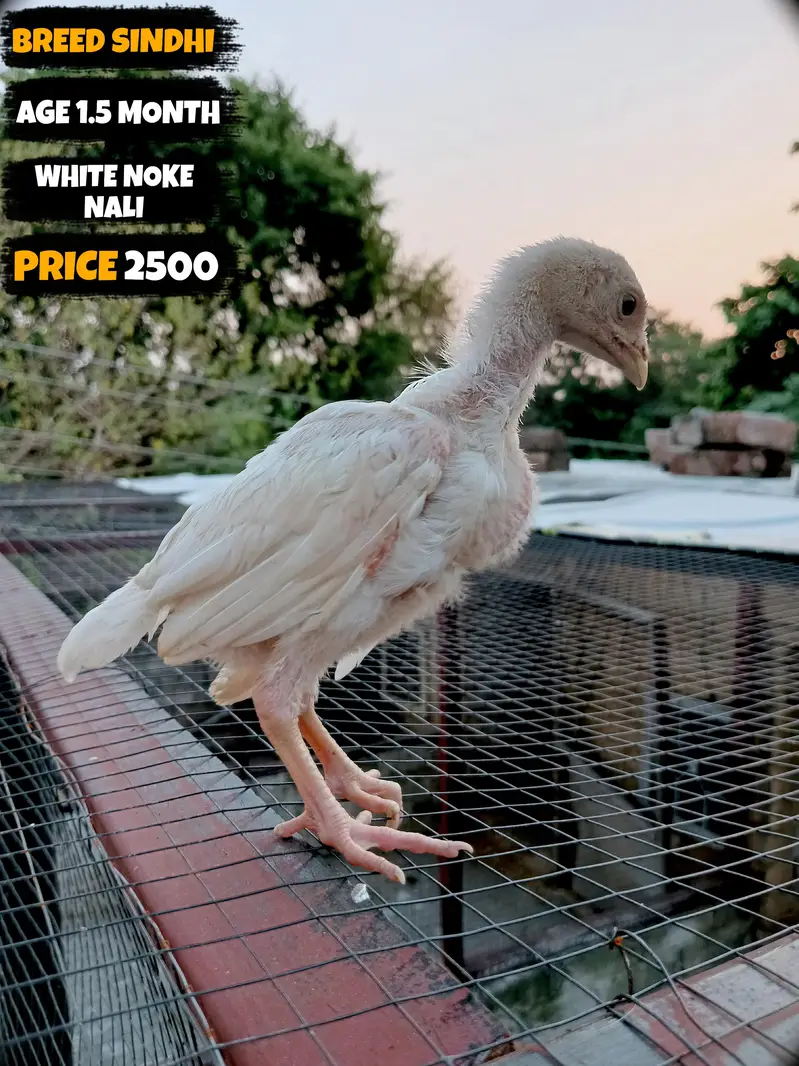 I want to sale my homebreed heera aseel chicks and eggs incubator — photo 4