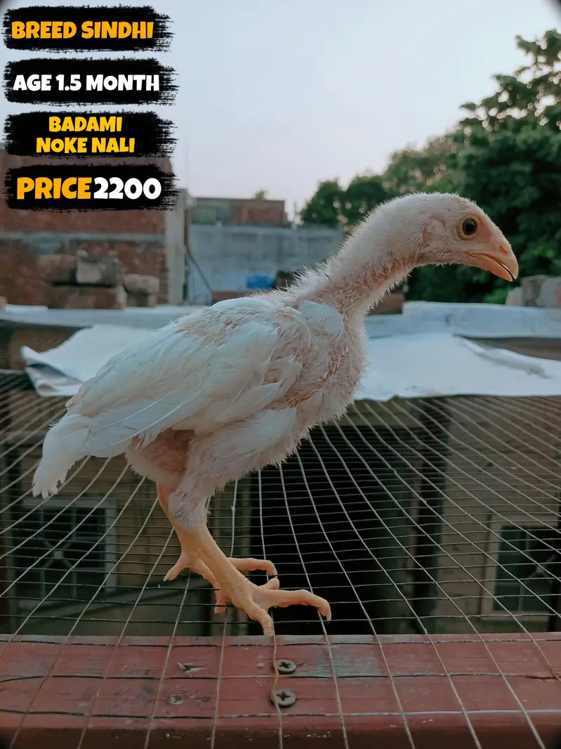 I want to sale my homebreed heera aseel chicks and eggs incubator — photo 5
