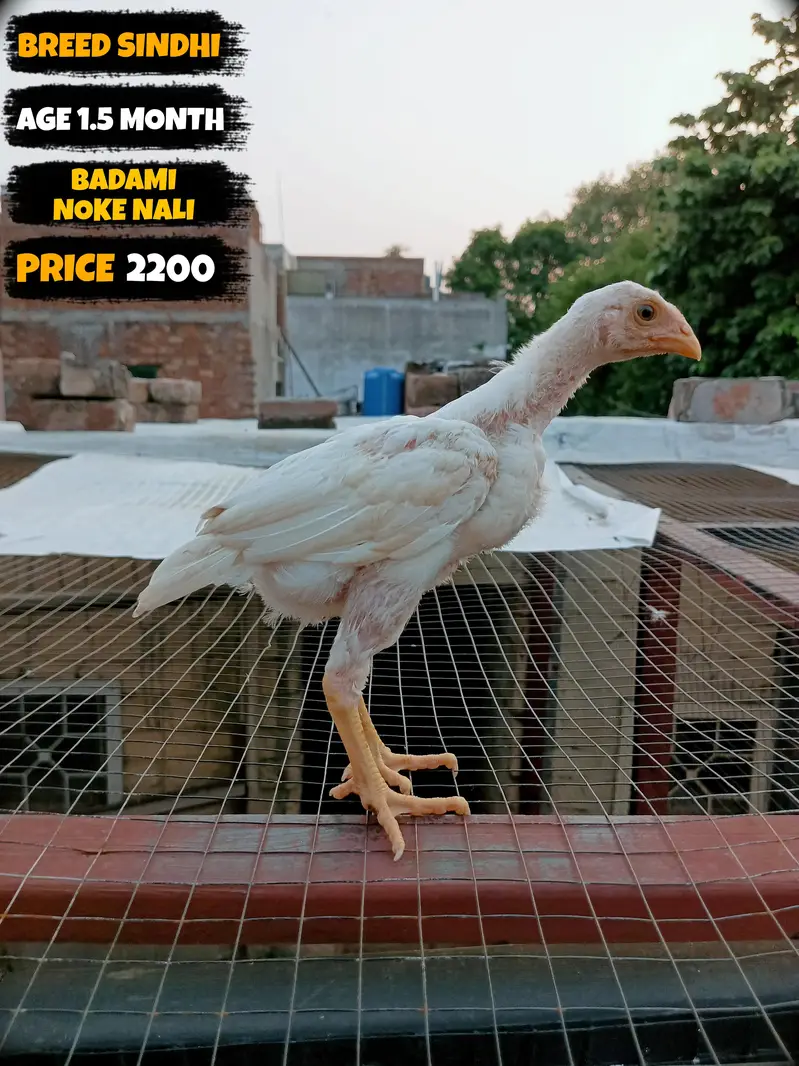 I want to sale my homebreed heera aseel chicks and eggs incubator — photo 6