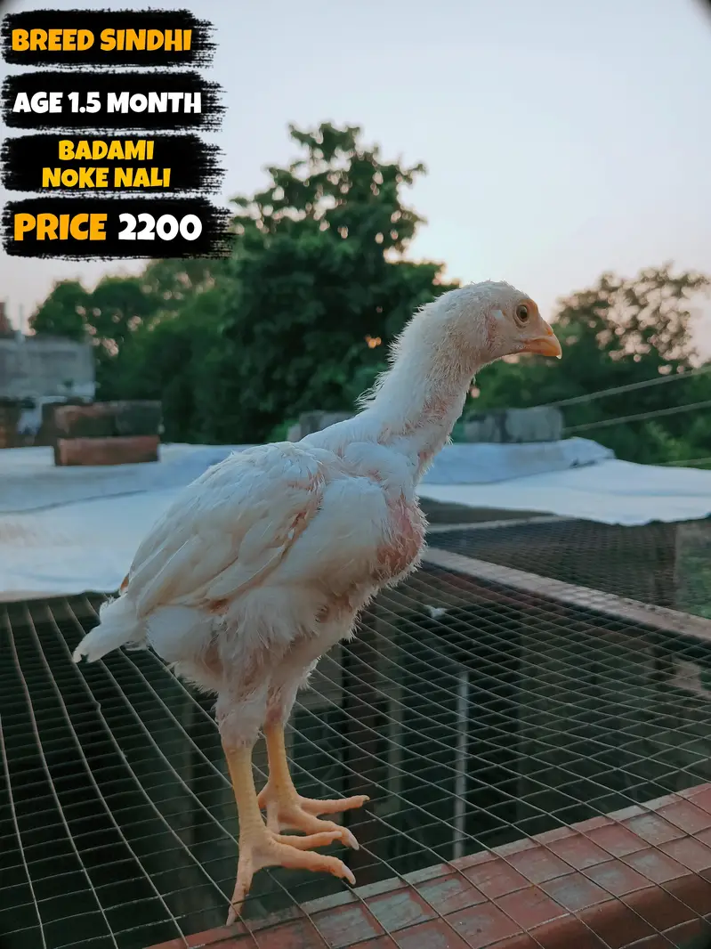I want to sale my homebreed heera aseel chicks and eggs incubator — photo 7