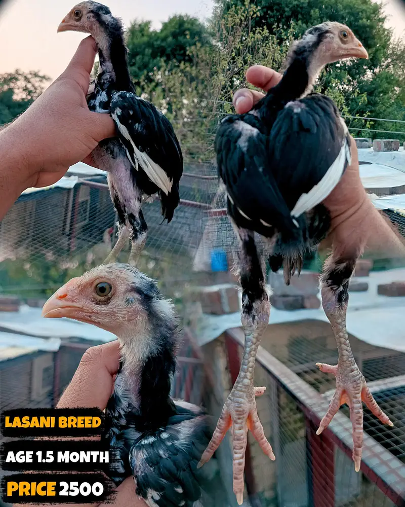 I want to sale my homebreed heera aseel chicks and eggs incubator — photo 8