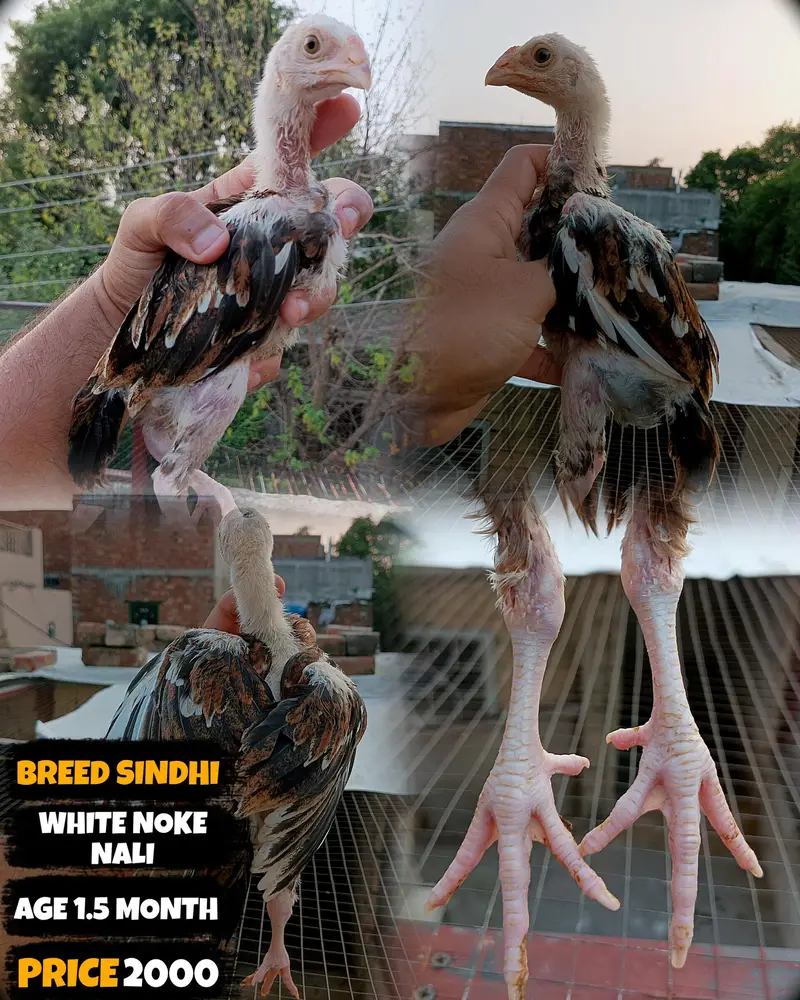 I want to sale my homebreed heera aseel chicks and eggs incubator — photo 9