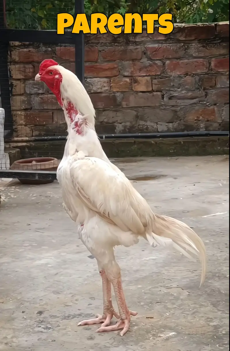 I want to sale my homebreed heera aseel chicks and eggs incubator — photo 10