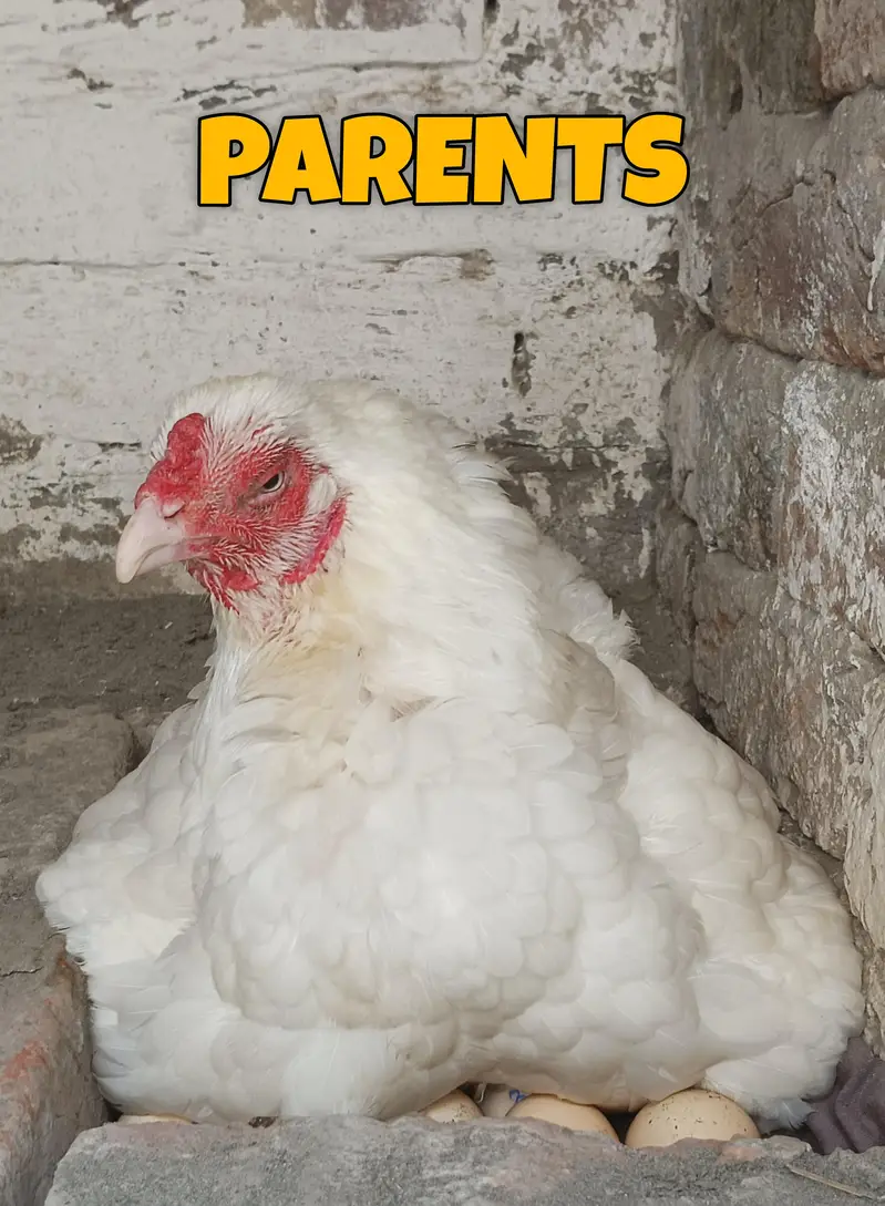 I want to sale my homebreed heera aseel chicks and eggs incubator — photo 11