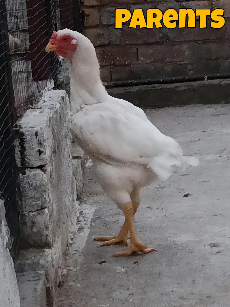 I want to sale my homebreed heera aseel chicks and eggs incubator — photo 12
