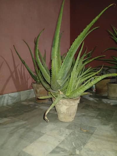Large & Healthy Aloe Vera Plant with Terracotta Pot