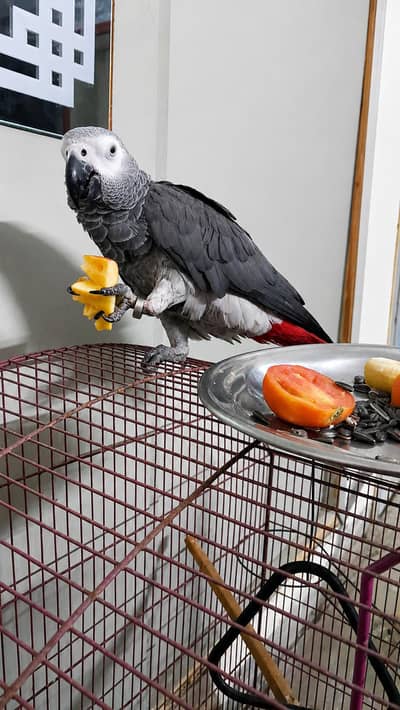 African gray semiì tamme talking on mood