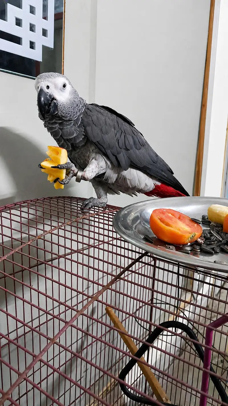 African gray semiì tamme talking on mood