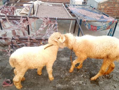 Chatra for sale