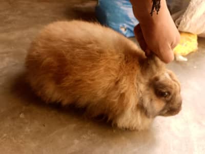 Fancy Rabbit Male Available