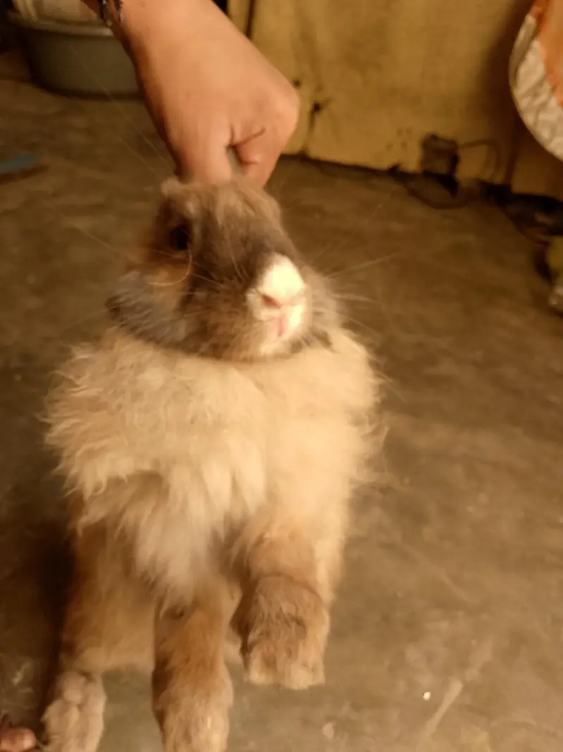 Fancy Rabbit Male Available — photo 2