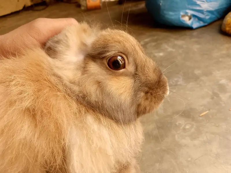 Fancy Rabbit Male Available — photo 3