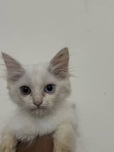 Kittens