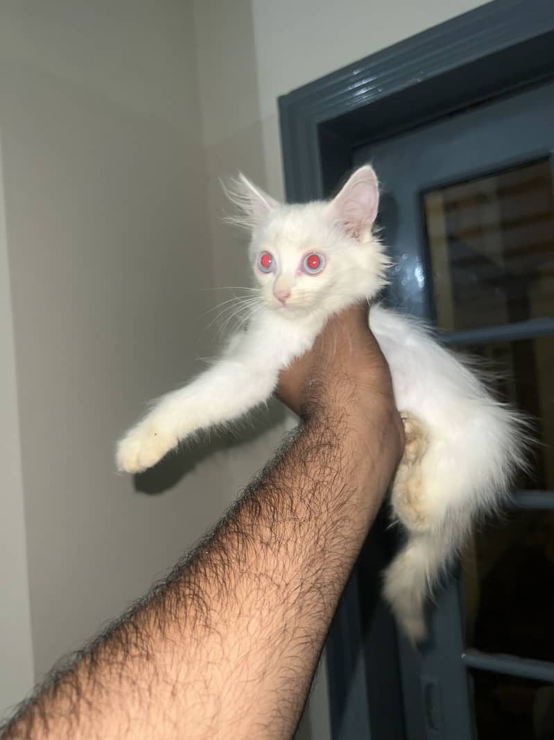 Kittens 1