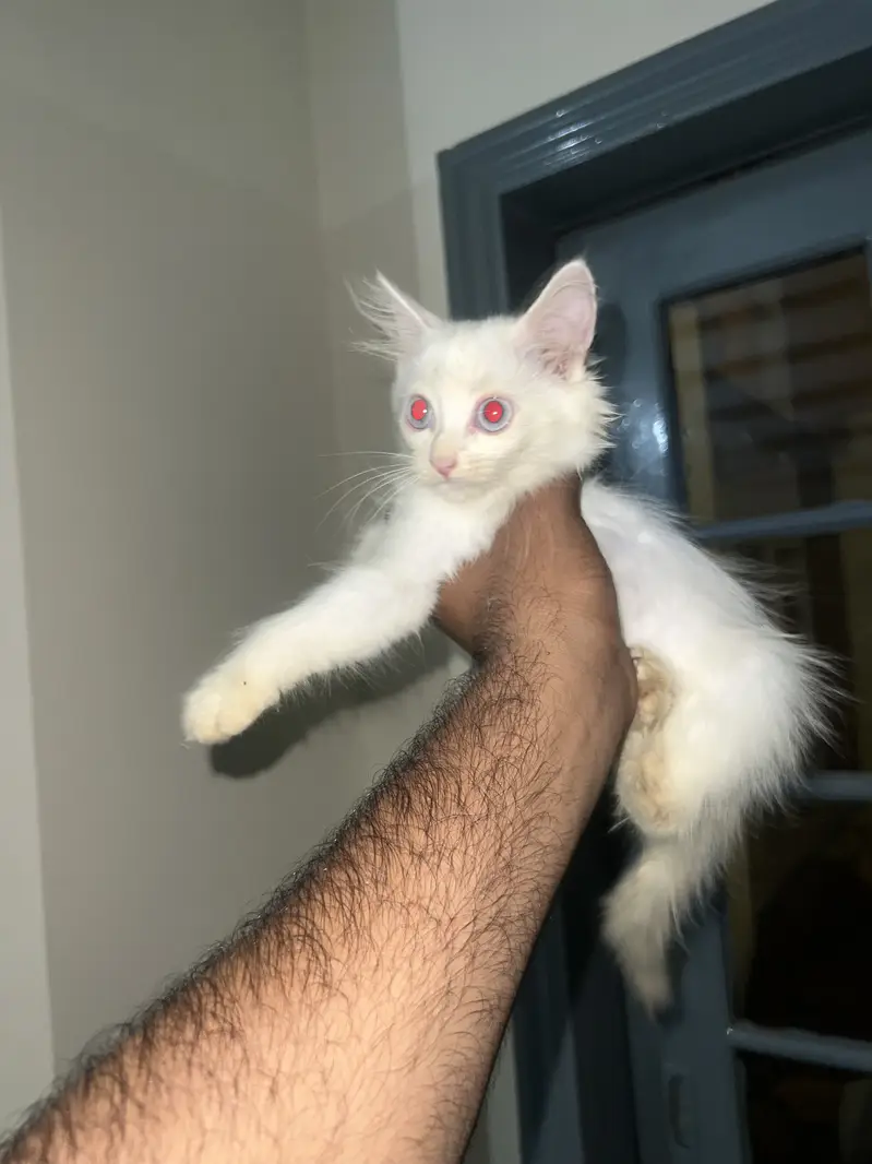Kittens — photo 2