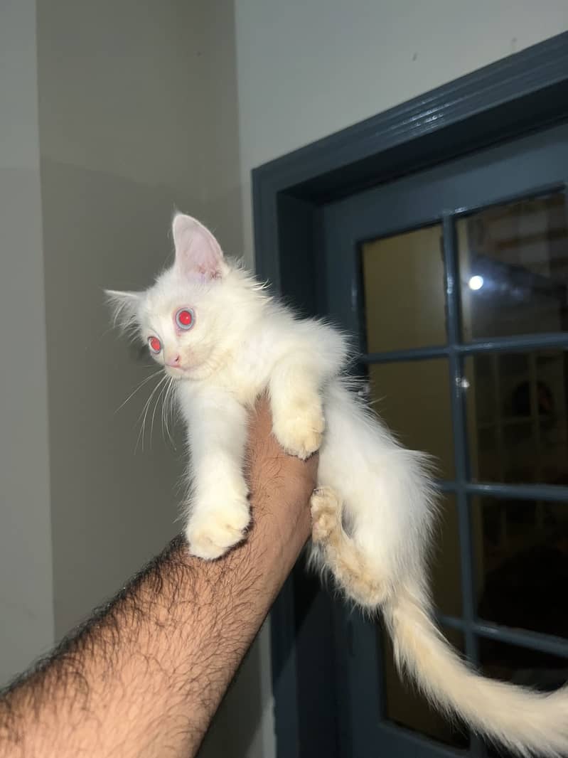 Kittens 2