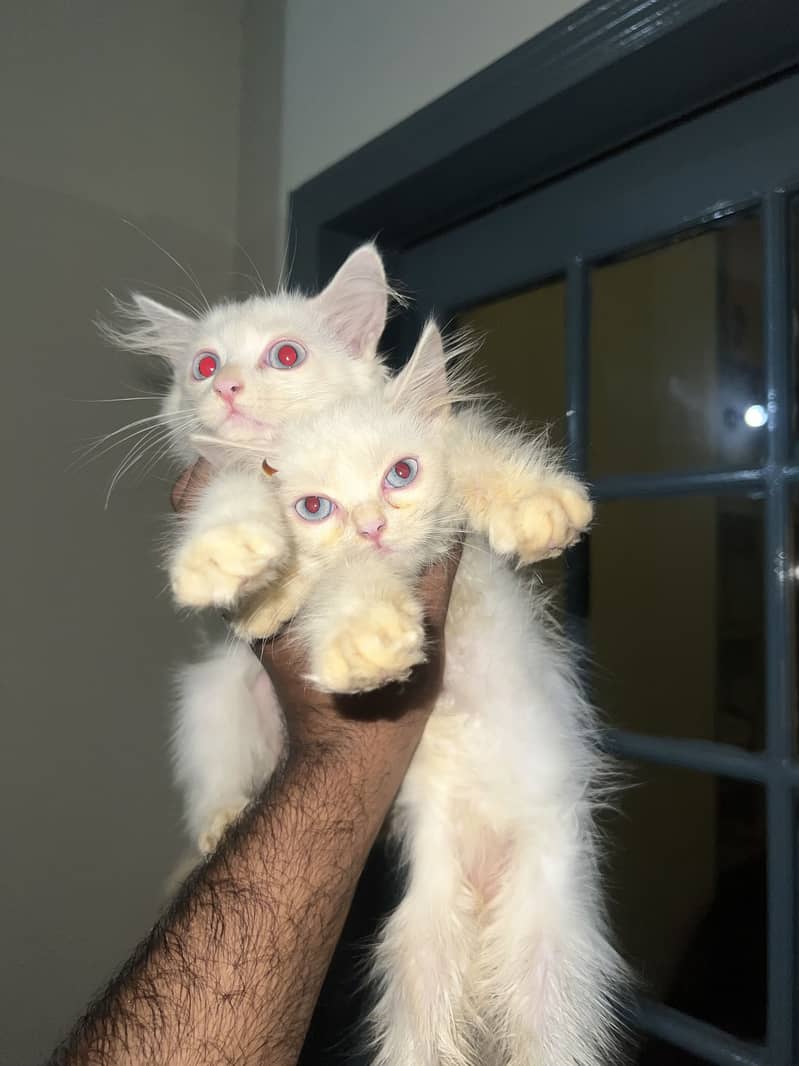 Kittens 3